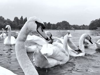 Swans swimming in lake against sky