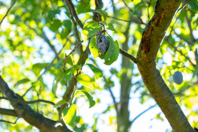 Low angle view of fruit on tree