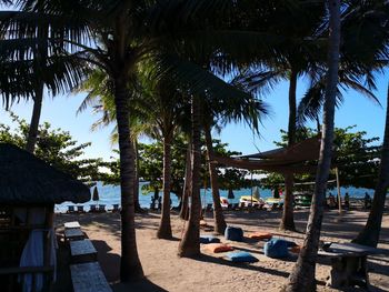 Palm trees on beach against sky