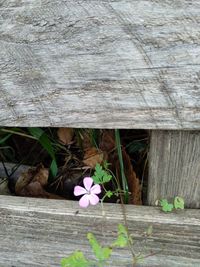 High angle view of purple flowering plants on wood