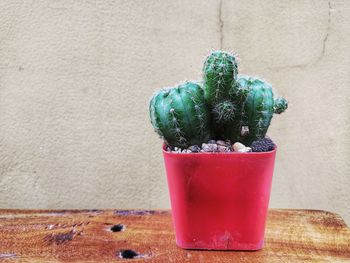 Close-up of potted plant on table against wall