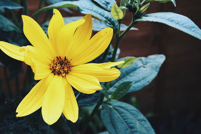 Close-up of yellow flower