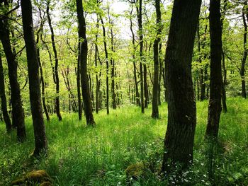 Trees in forest