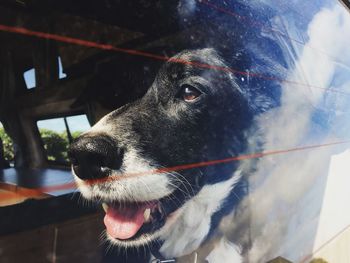 Close-up of dog