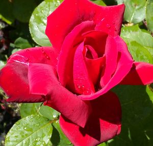 Close-up of water drops on red rose