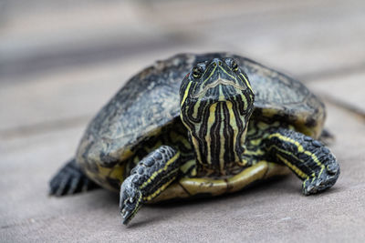 Close-up of turtle