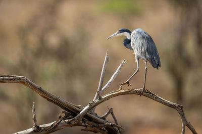 Grey heron