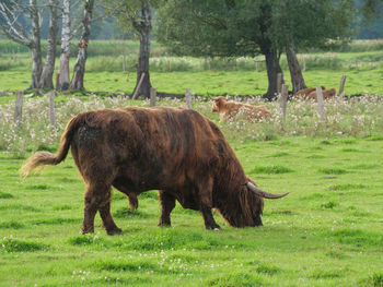 Mighty cows in westphalia