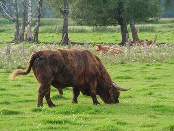 Cows on a westphalian meadow