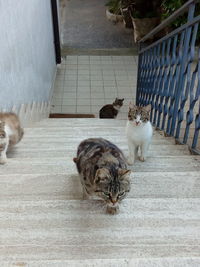 High angle view of cats sitting outdoors