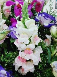 Close-up of purple flowers