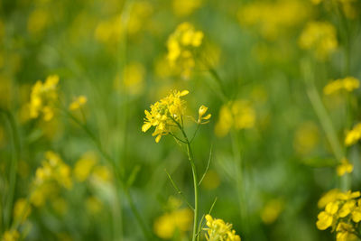 Closeup view of mustard yellow flowers blooming in field