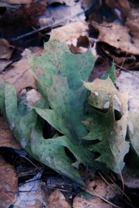 High angle view of succulent plant on field