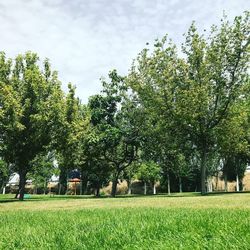 Trees on field against sky