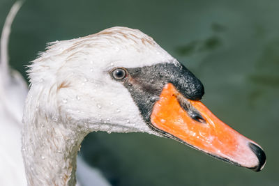 Close-up of swan