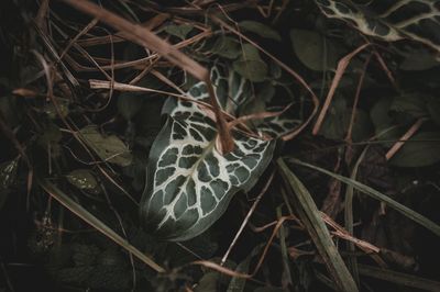 Close-up of dry leaves on land