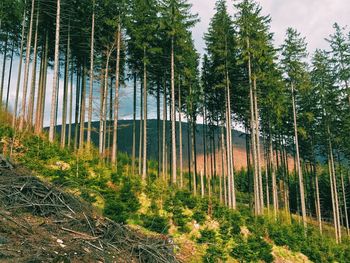 Trees in forest against sky