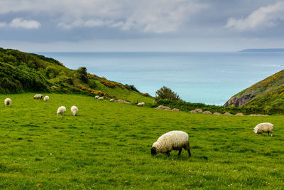Sheep grazing on field by sea against sky