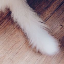 Close-up of tree stump