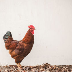 View of a bird against wall