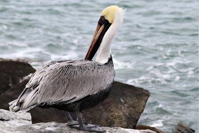 Close-up of pelican on rock by sea