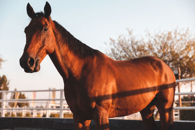 Horse standing in ranch against sky