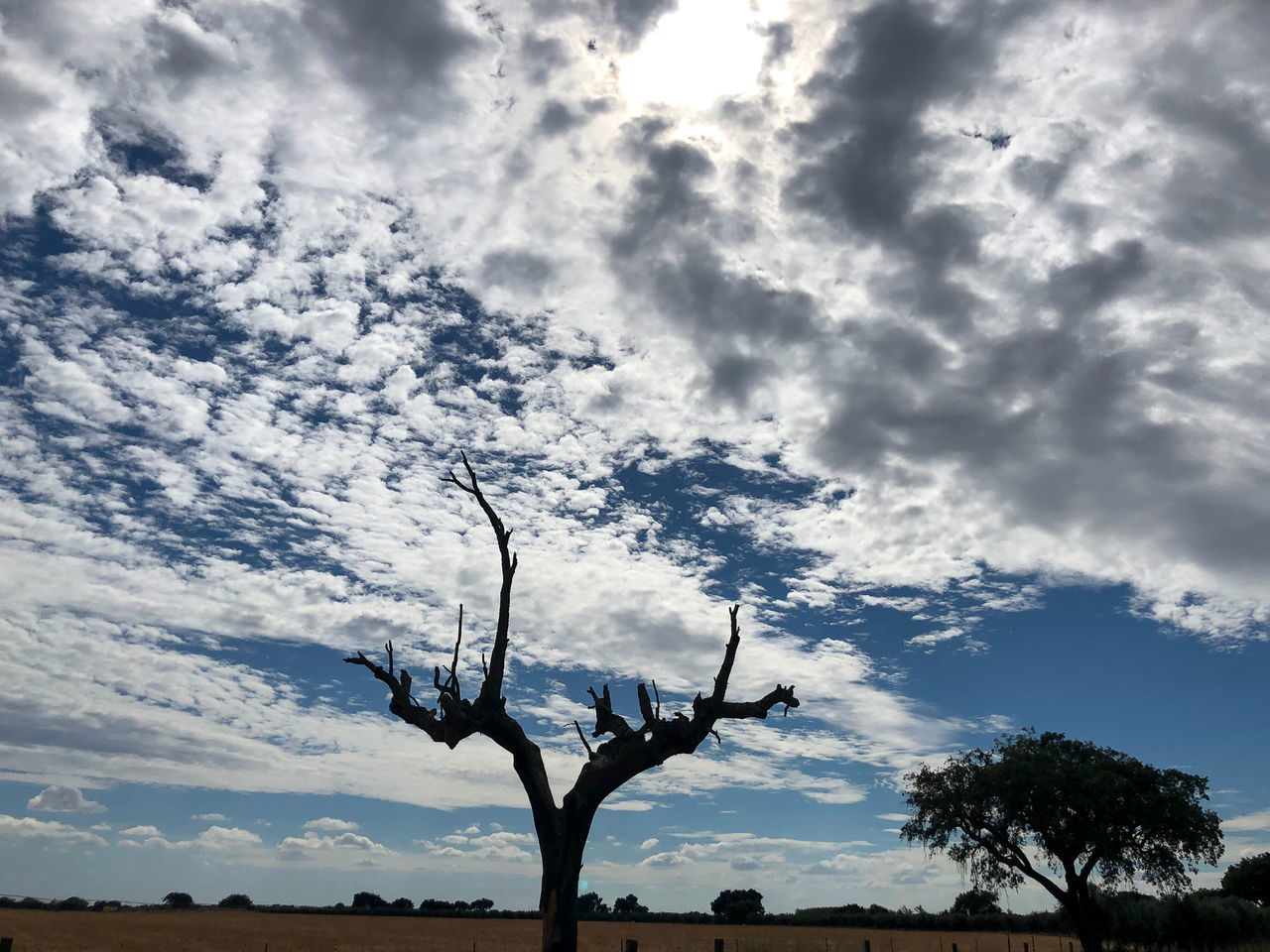 LOW ANGLE VIEW OF SILHOUETTE TREE AGAINST SKY