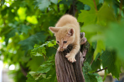Ginger kitten on the hunt. frisky kitty climbs trees. playful cat hunter. kitten is exploring 