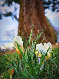 Close-up of white crocus blooming on field