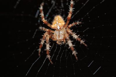 Close-up of spider on web