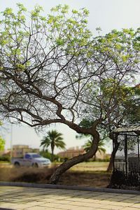 Plants growing on a tree