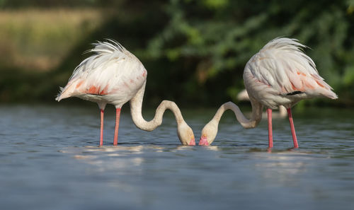 Birds in a lake