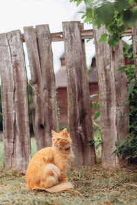 Cat sitting on tree trunk