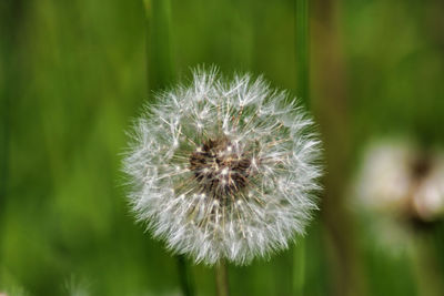 Close-up of dandelion flower