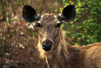 Close-up of doe on grassy field