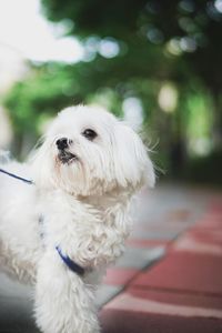 Portrait of white dog