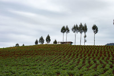 Scenic view of field against sky