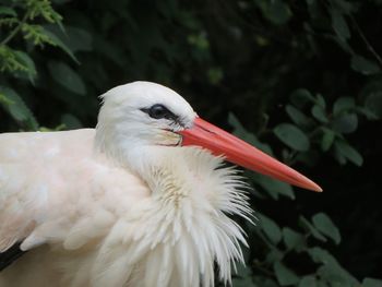 Close-up of a bird