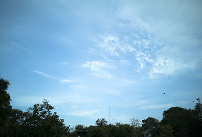 Low angle view of trees against blue sky