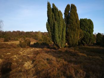 Tree on field against sky