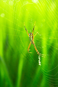 Macro photo of a spider with its beautiful web in the morning in the green of rice fields