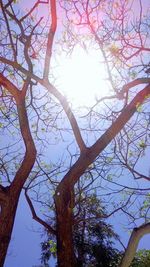 Low angle view of bare trees against sky