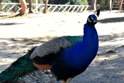 Close-up of a peacock