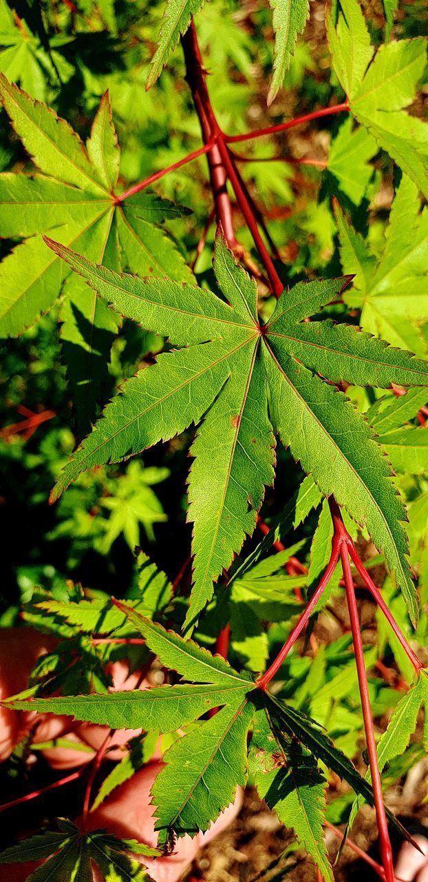 HIGH ANGLE VIEW OF MAPLE LEAVES ON PLANT