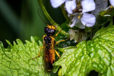 Close-up of insect on flower