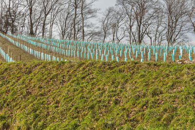 Plants growing on field