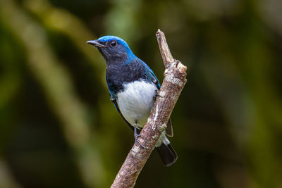 Close-up of bird perching on branch