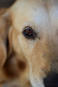 Close-up portrait of dog sad eyes of dog