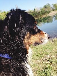 Dog standing on grass