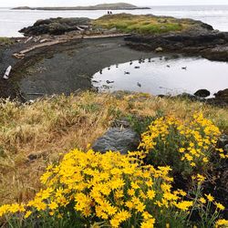 View of yellow flowers on beach